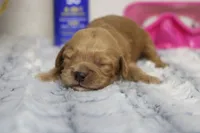 Carrie, a female Cockapoo for sale in Trenton, MO – 2 of 5