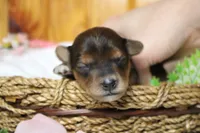 Boris , a male Yorkipoo for sale in Trenton, MO – 5 of 9
