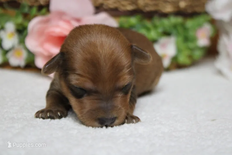Jacque  – Yorkipoo puppy for sale in Trenton, MO