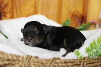 Darling , a female Yorkipoo for sale in Trenton, MO – 4 of 10
