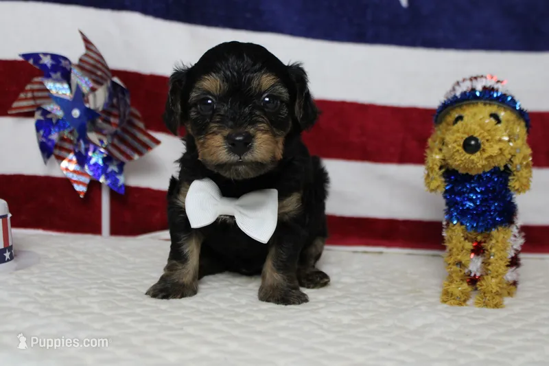 Pedro – Yorkipoo puppy for sale in Trenton, MO