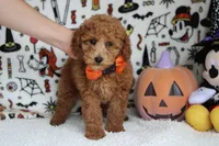 Mandarin , a male Poodle - Miniature  for sale in Trenton, MO – 8 of 8