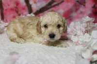 Theodore, a male Poodle - Toy  for sale in Trenton, MO – 8 of 9