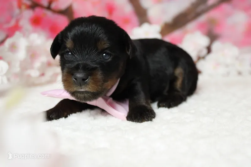 Toughy  – Yorkipoo puppy for sale in Trenton, MO