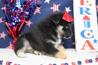 Magnolia , a male Siberian Husky and Miniature Aussiedoodle for sale in Trenton, MO – 5 of 6