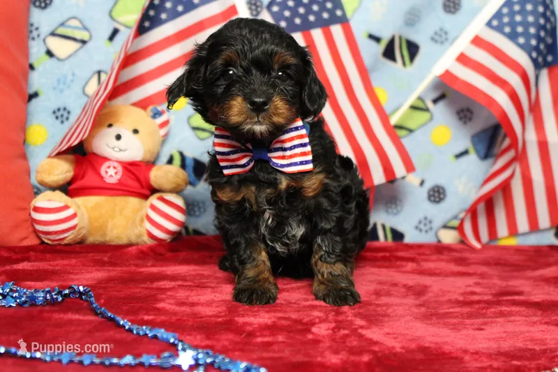 Tramp  – Yorkipoo puppy for sale in Trenton, MO