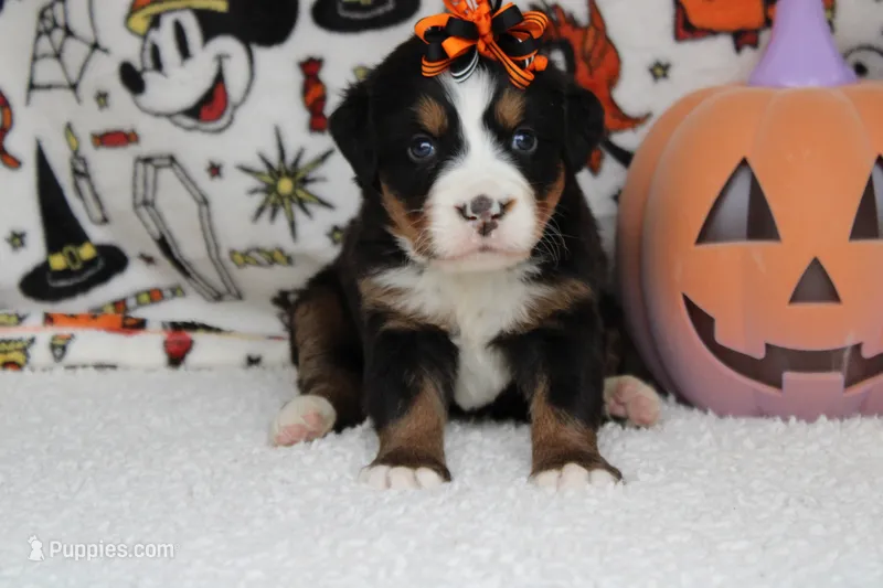 Lacy  – Bernese Mountain Dog puppy for sale in Trenton, MO