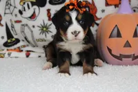Lacy , a female Bernese Mountain Dog for sale in Trenton, MO – 1 of 9