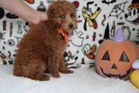 Mandarin , a male Poodle - Miniature  for sale in Trenton, MO – 4 of 8