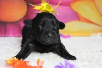 Cabernet , a female Schnoodle for sale in Trenton, MO – 4 of 6