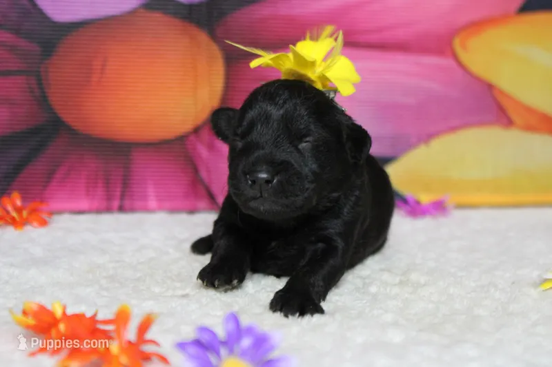 Cabernet  – Schnoodle puppy for sale in Trenton, MO