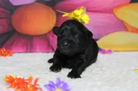 Cabernet , a female Schnoodle for sale in Trenton, MO – 1 of 6