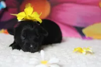 Cabernet , a female Schnoodle for sale in Trenton, MO – 3 of 6