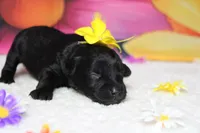 Cabernet , a female Schnoodle for sale in Trenton, MO – 6 of 6