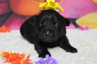 Cabernet , a female Schnoodle for sale in Trenton, MO – 5 of 6