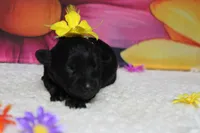 Cabernet , a female Schnoodle for sale in Trenton, MO – 2 of 6