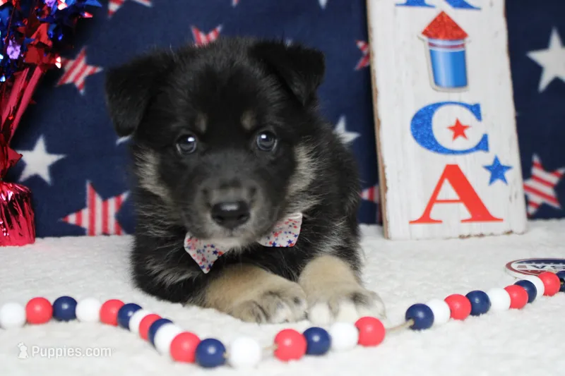 Bergamont  – Siberian Husky, Miniature Aussiedoodle puppy for sale in Trenton, MO