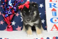Magnolia , a male Siberian Husky and Miniature Aussiedoodle for sale in Trenton, MO – 3 of 6