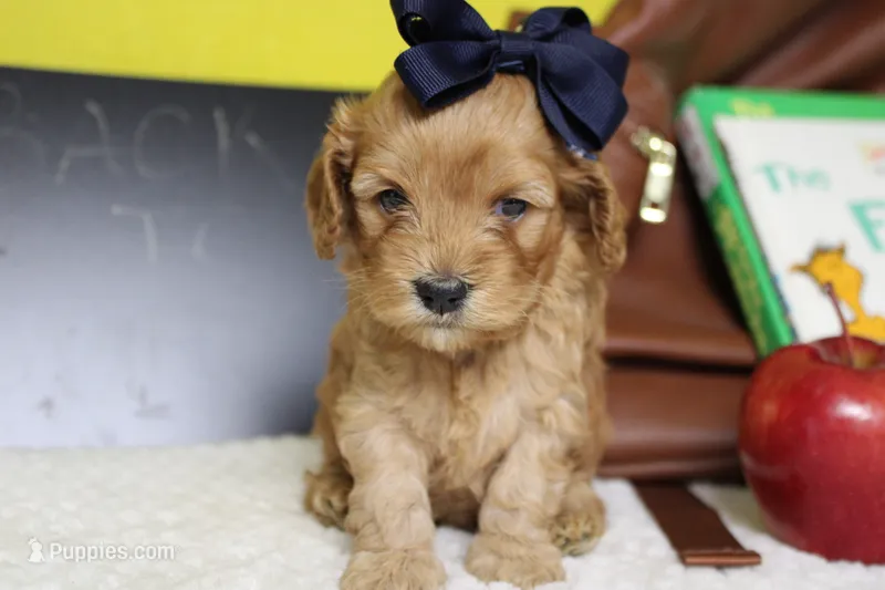 Katie – Cockapoo puppy for sale in Trenton, MO
