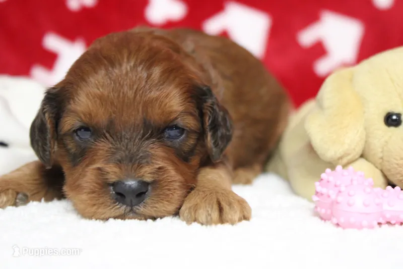 Lee – Cavapoo puppy for sale in Trenton, MO