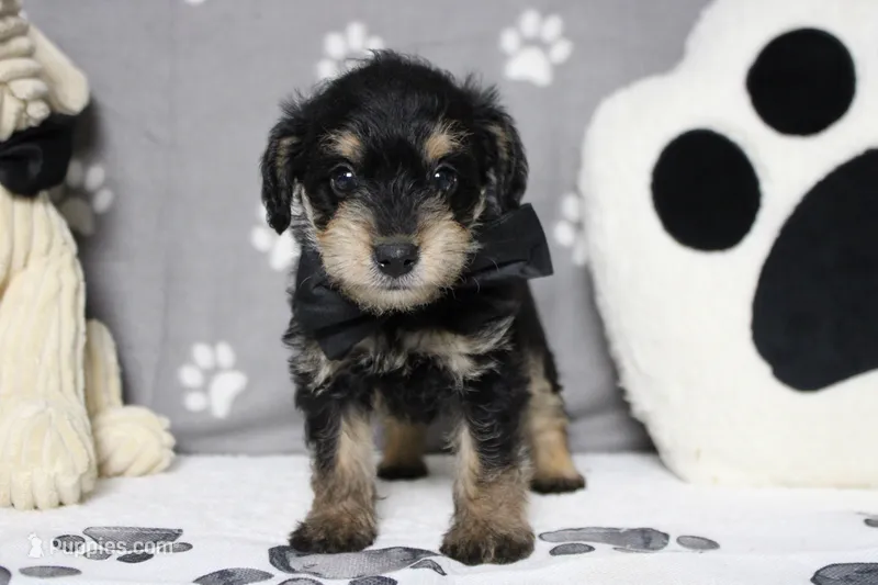 Chardonnay – Schnoodle puppy for sale in Trenton, MO