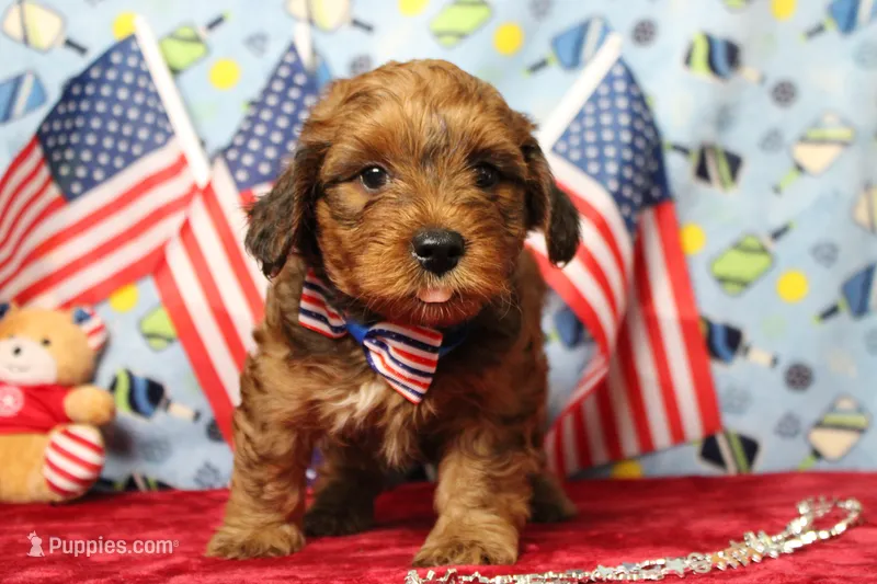 Trusty  – Yorkipoo puppy for sale in Trenton, MO