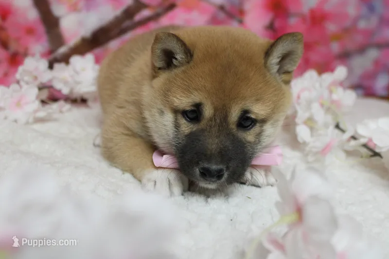 Hendrix  – Shiba Inu puppy for sale in Trenton, MO