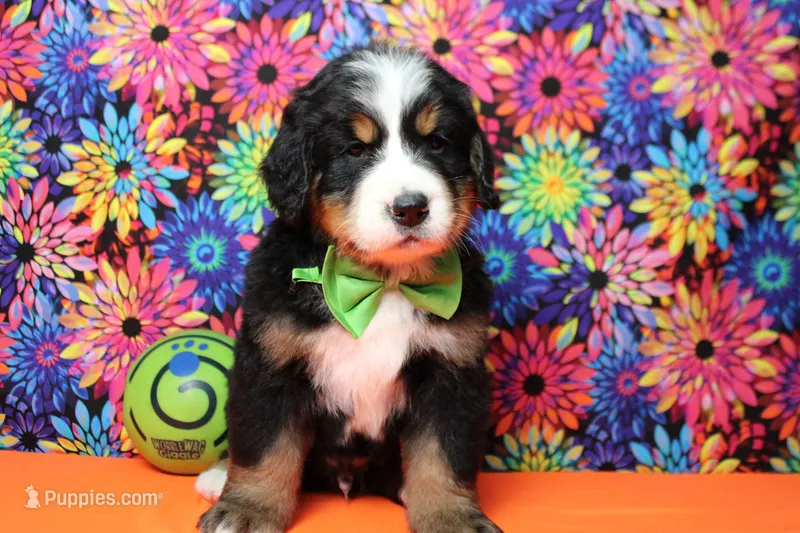 Heim  – Bernese Mountain Dog puppy for sale in Trenton, MO