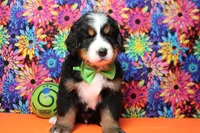 Heim , a male Bernese Mountain Dog for sale in Trenton, MO – 1 of 8