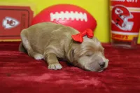 Star , a female Goldendoodle for sale in Trenton, MO – 5 of 8