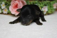 Tramp , a male Yorkipoo for sale in Trenton, MO – 7 of 9