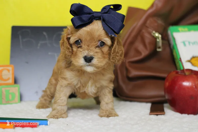 Jocelyn – Cockapoo puppy for sale in Trenton, MO