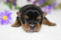 Penny , a female Yorkshire Terrier for sale in Trenton, MO – 3 of 10