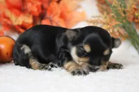 Hansel , a male Morkie for sale in Trenton, MO – 7 of 10