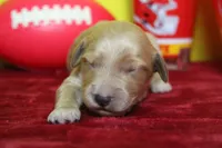 Sparky , a male Goldendoodle for sale in Trenton, MO – 2 of 8