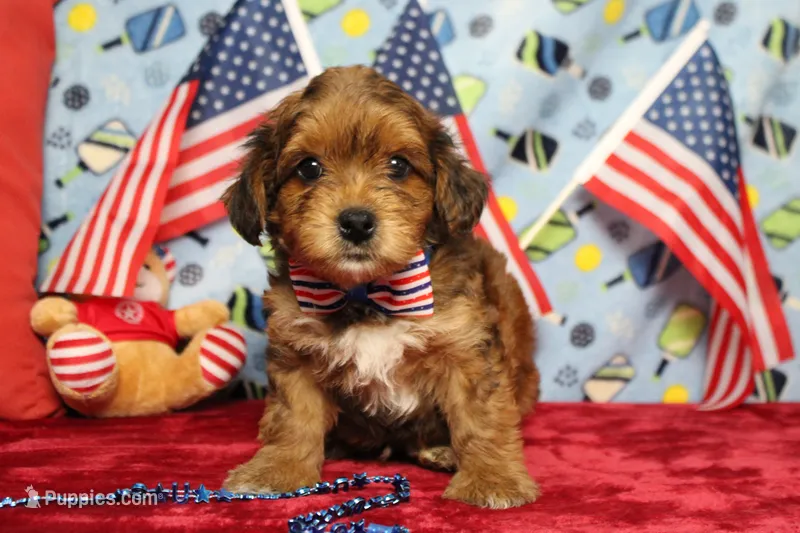 Boris  – Yorkipoo puppy for sale in Trenton, MO