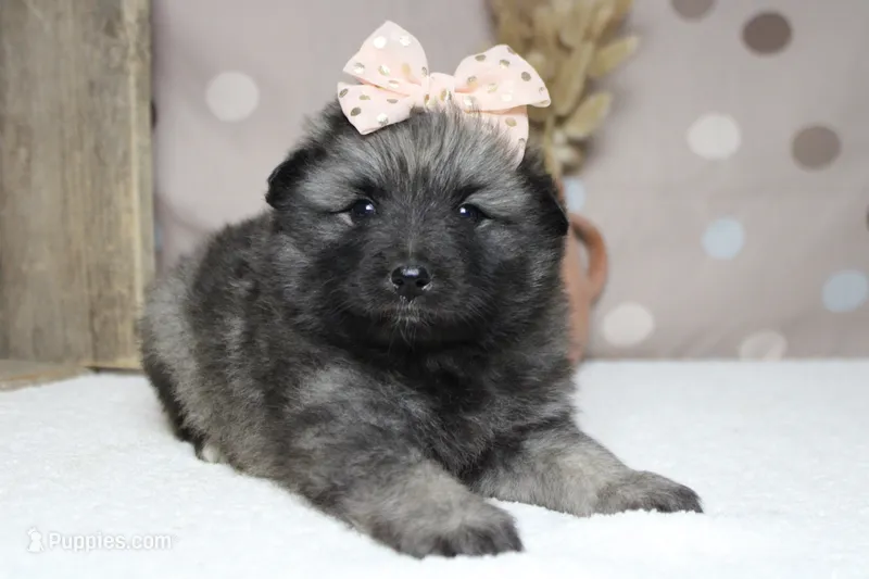 Thelma  – Keeshond puppy for sale in Trenton, MO