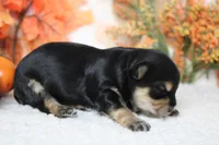 Hansel , a male Morkie for sale in Trenton, MO – 6 of 10