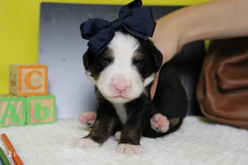 Maggie  – Bernese Mountain Dog puppy for sale in Trenton, MO