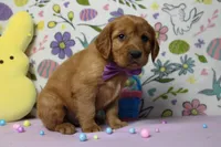 Chance, a male Golden Retriever for sale in Trenton, MO – Photo 6 of 8
