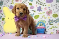 Chance, a male Golden Retriever for sale in Trenton, MO – Photo 8 of 8