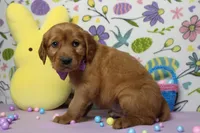 Chance, a male Golden Retriever for sale in Trenton, MO – Photo 5 of 8