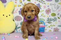 Chance, a male Golden Retriever for sale in Trenton, MO – Photo 7 of 8