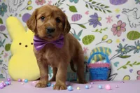 Chance, a male Golden Retriever for sale in Trenton, MO – Photo 4 of 8