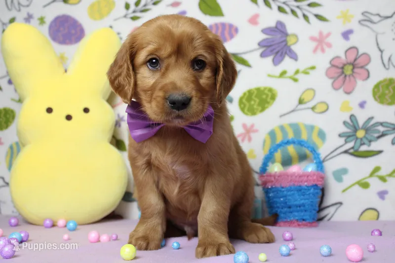Chance – Golden Retriever puppy for sale in Trenton, MO