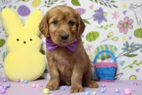 Chance, a male Golden Retriever for sale in Trenton, MO – Photo 1 of 8