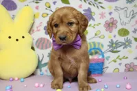 Chance, a male Golden Retriever for sale in Trenton, MO – Photo 2 of 8