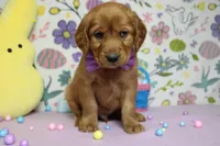 Chance, a male Golden Retriever for sale in Trenton, MO – Photo 3 of 8