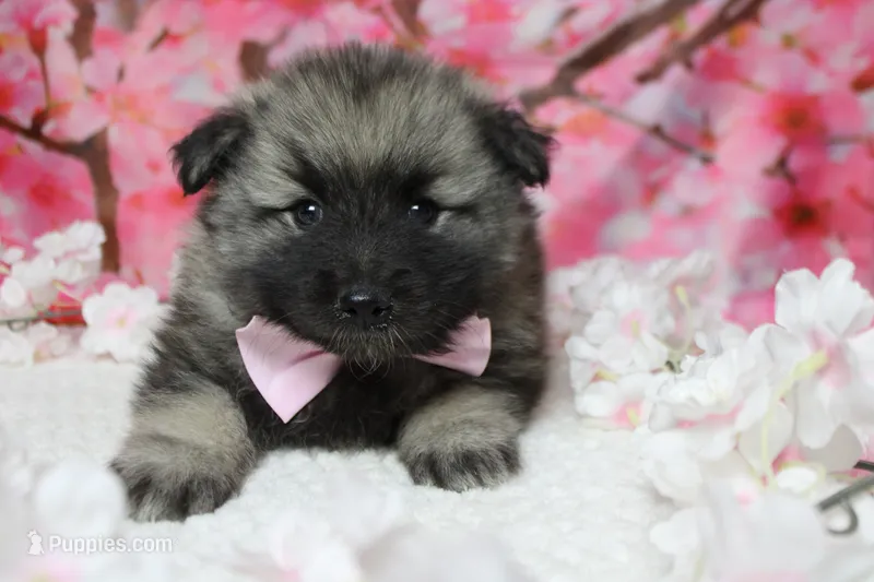Abbott  – Keeshond puppy for sale in Trenton, MO