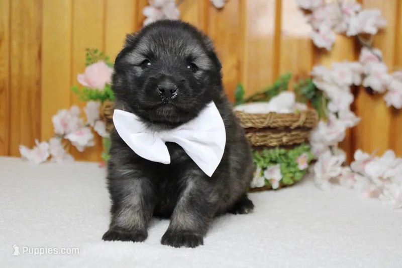 Costello  – Keeshond puppy for sale in Trenton, MO